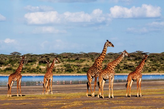 Giraffe in the Serengeti, Tanzania