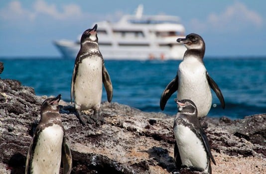 Penguins-in-Galapagos-Ecuador-with-Grand-Odyssey-in-Background