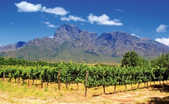 Vineyard Near Cape Town, South Africa