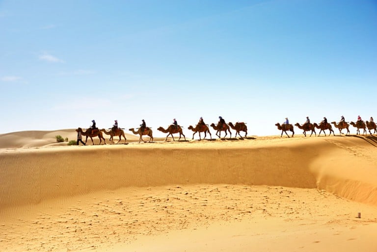 Desert Camels Caravan Morocco