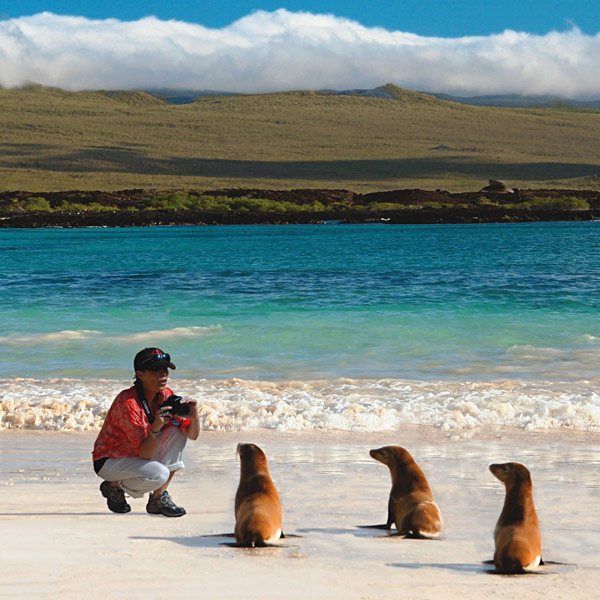 Seals Posing for a Photo, Galapagos Islands, Ecuador
