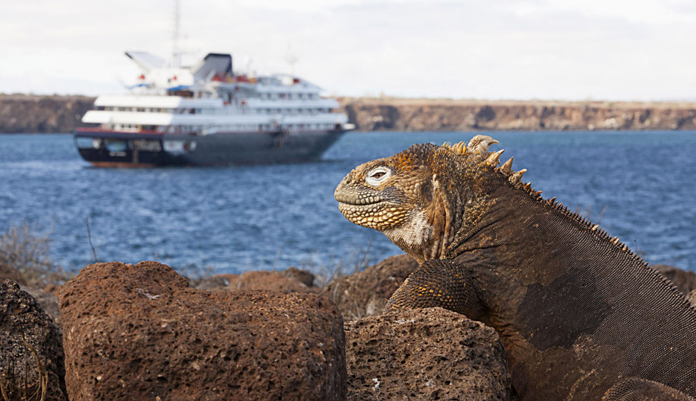 Silversea Galapagos Vessel with Iguana in Forefront, Galapagos Islands, Ecuador