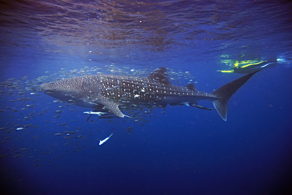 Swimming with a whale shark at Ningaloo Reef, Australia