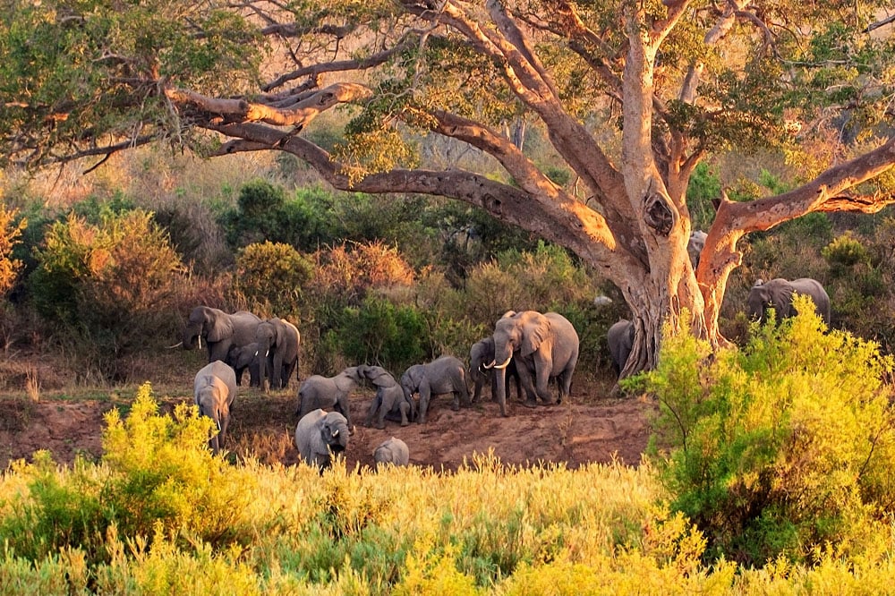 Herd of Elephant at Kruger National Park, South Africa