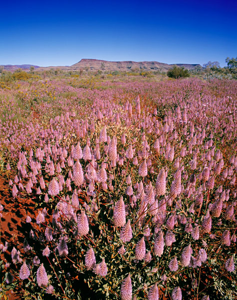 Mulla Mulla, Pilbara, Western Australia