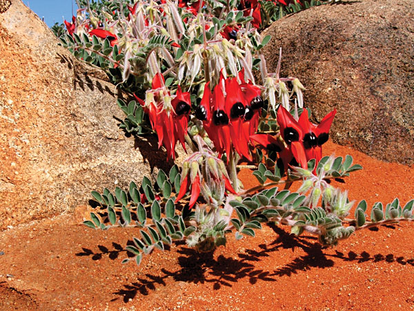 Sturts Desert Pea - floral emblem of south australia and the icon of the australian outback, Australia