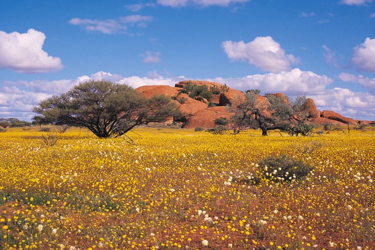 Western Australia Wildflowers, Australia