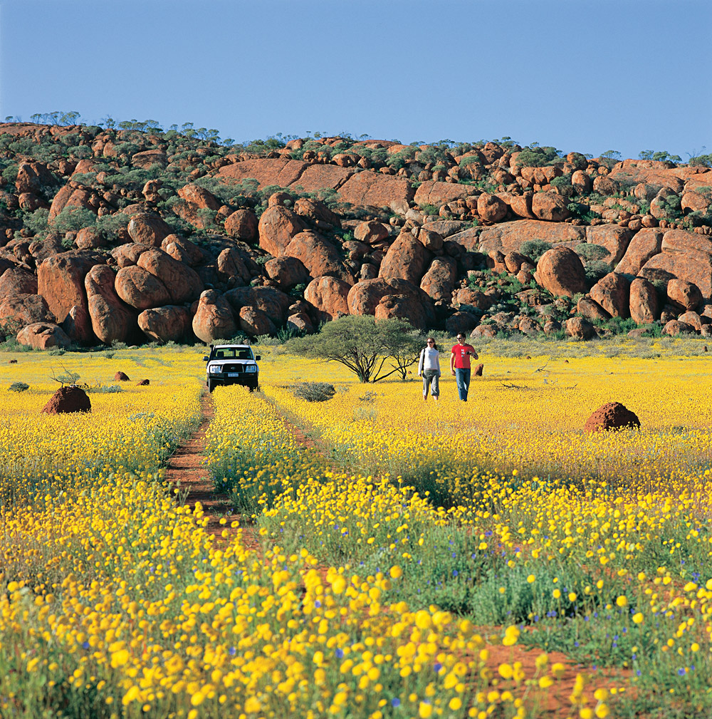Western Australian Wildflowers