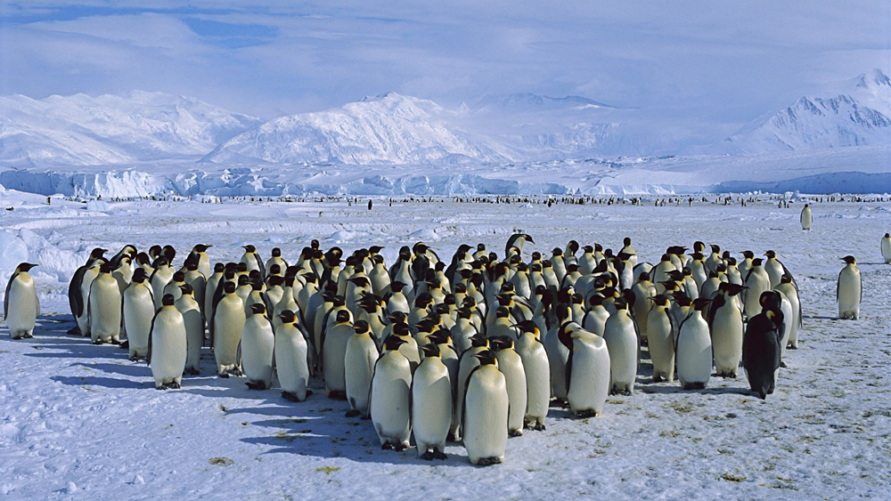 A Waddle of Penguins in Antarctica