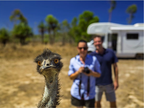 Emu Encounter on a Motorhome Self Drive in Tropical North Queensland, Australia