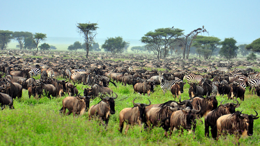 Great Migration at Serengeti National Park, Tanzania