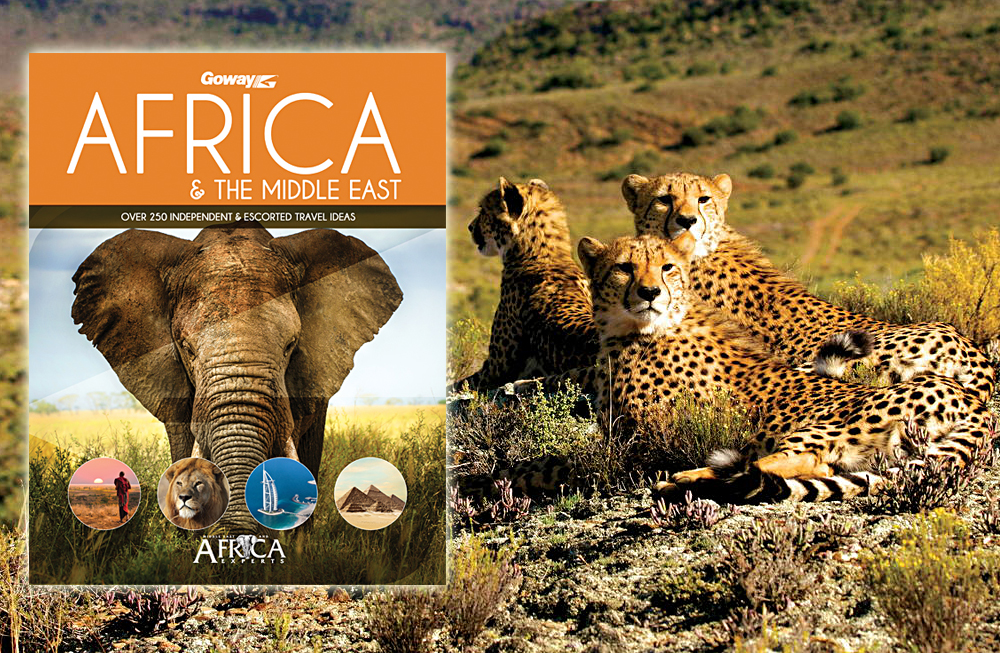 Cheetahs in Sabona Game Reserve, South Africa and Africa Brochure Cover