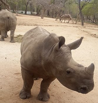 Kirsty Perring - Kapama Private Game Reserve - Balu, Goway's Newly Adopted Rhino at the Hoedspruit Endangered Species Centre, South Africa