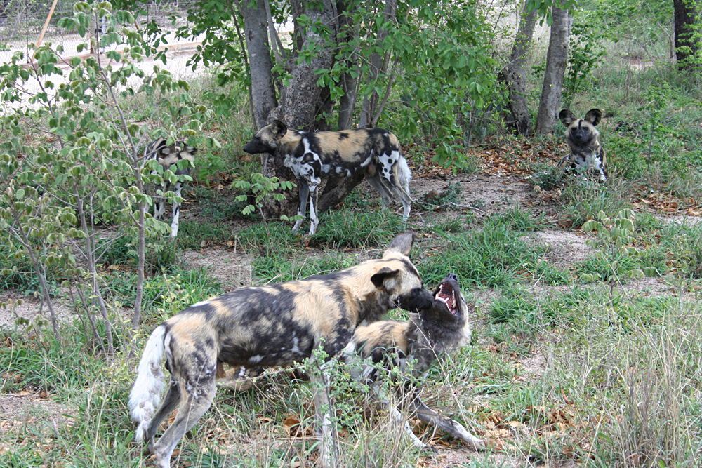 Kirsty Perring - Kapama Private Game Reserve - Wild dogs at the Hoedspruit Endangered Species Centre, South Africa