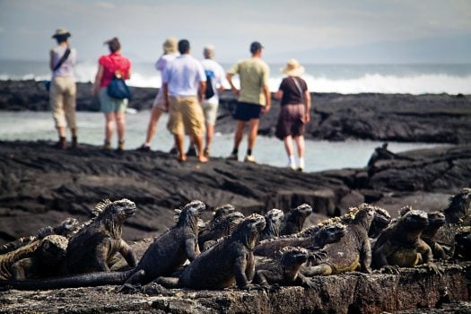 Group of Marine Iguanas with Group of Tourists, Fernandina island, Galapagos Islands, Ecuador