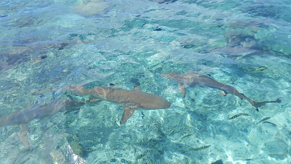 Kelly Marshall - Swimming With Reef Sharks, Islands of Tahiti (French Polynesia)