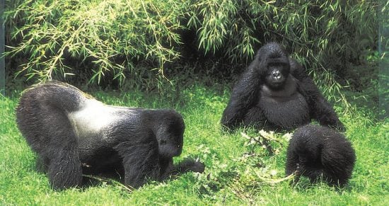 Spend some time with a gorilla family