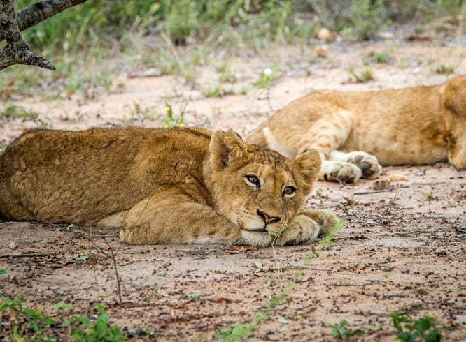 Laying Lion cub in the Kapama Game Reserve, South Africa