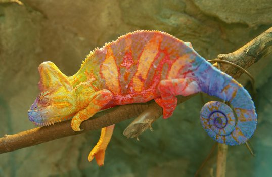 Madagascar - Chameleon on a branch