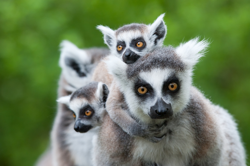 A Ring-tailed Lemur and her babies