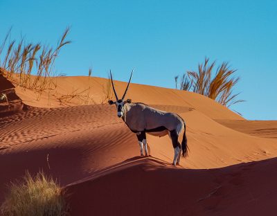 Oryx in desert dunes, Namibia