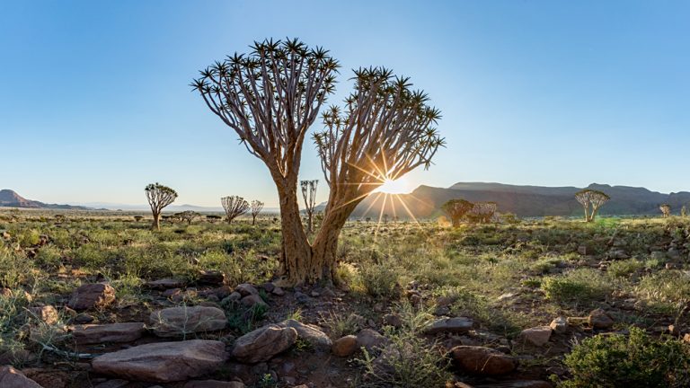 Quiver Tree (Aloe dichotoma) in the Namib Rand Nature Reserve in Namibia