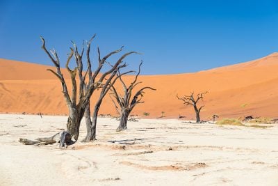 Scenic Sossusvlei and Deadvlei with braided Acacia trees surrounded by majestic sand dunes