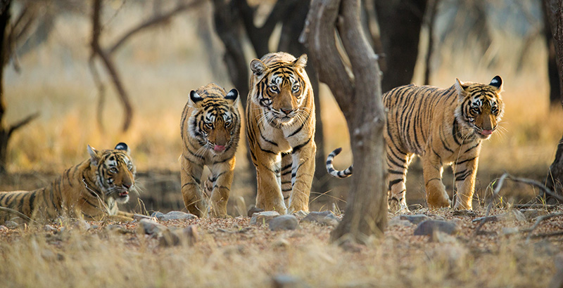 Tiger family a stroll one early morning at Ranthambhore National Park, Rajasthan, India