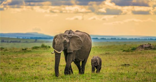 Elephant with calf in Masai Mara