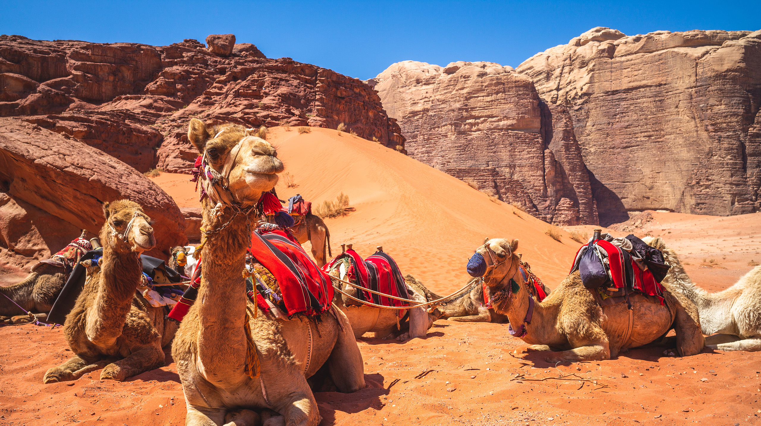 Camels sitting in the desert at Wadi Rum, Jordan
