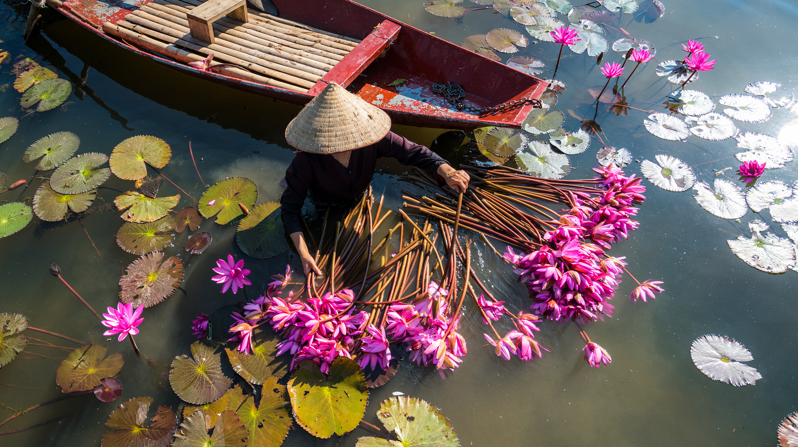Women harvesting waterlily in Yen river with rowing boat Ninh Binh, Vietnam